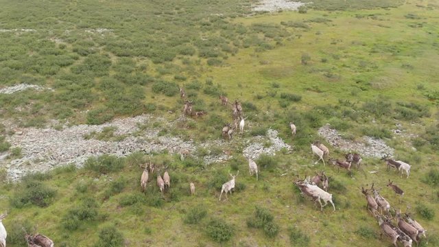 Aerial tilt shot on a reindeer herd, in a nomadic herders camp northern Mongolia