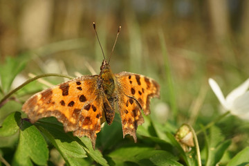 Nahansicht eines C-Falters