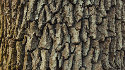 Close-up old pine tree trunk with brown bark in the forest. Sun breaks through trees shining and...