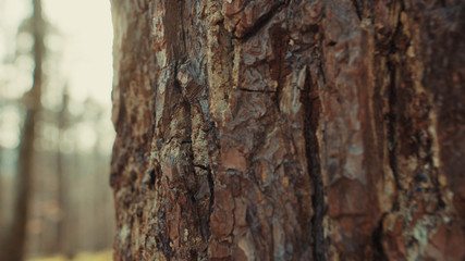 Early spring bright sunshine appears behind a tree trunk. Idyllic nature. Close-up old pine tree with brown bark. Concept of scenery, landscape, environment.