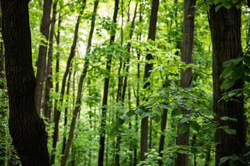 Nice spring green forest view at day light