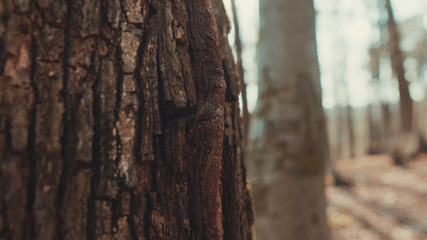 Close-up old pine tree trunk with brown bark in the forest. Sun breaks through trees shining and warming up nature in early spring.