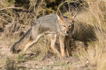 Naklejka na ściany i meble Pampas Grey fox, La Pampa, Patagonia, Argentina.