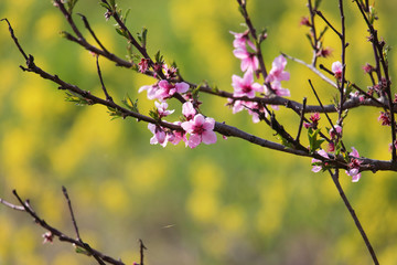菜の花背景の花桃
