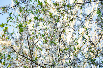 Blooming cherry branch, white flowers, close-up.