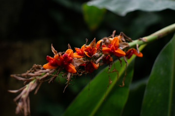 Beautiful Green and Red Orange Succulents, Plants, Flowers Flat Lay Macro Nature