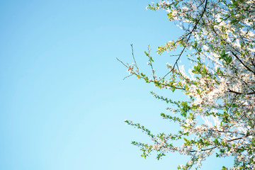 Blooming cherry branch, white flowers. Space for text.