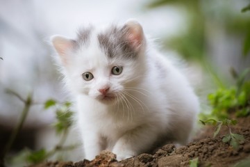 Naklejka na ściany i meble little white kitten