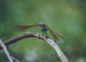 dragonfly on a branch