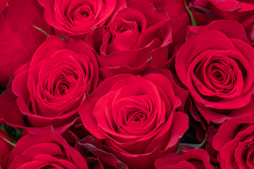 close-up of red roses