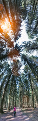 Sureal Silent Forest in spring with beautiful bright sun rays - wanderlust