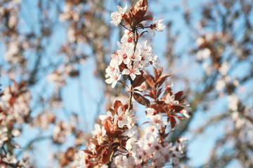 Blooming cherry branch, pink flowers, close-up.