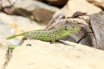 Green mail lizard
