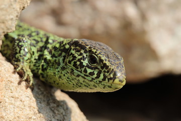 Green sand lizard