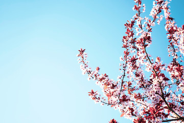 Cherry tree blossom flowers at spring over blue sky background with space for text.