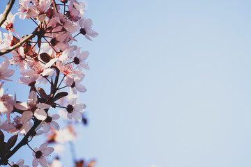 Blooming cherry branch, pink flowers, close-up. Space for text