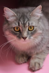 Gray fluffy playful cat with yellow eyes on a pink background close-up,copy space.Beautiful cat.