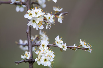 Prunus spinosa, called blackthorn or sloe, is a species of flowering plant in the rose family...