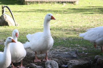 Obraz premium geese on the grass
