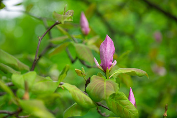 Obraz na płótnie Canvas Nice spring flower magnolia tree branch nature macro close up