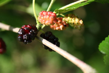 blackberry on a bush