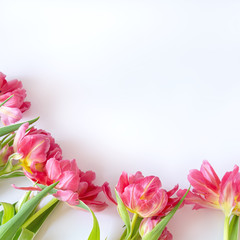 Top view on pink tulip flowers that lie on a white background. The concept of a flat lay, holiday, gift, postcard, International Women's Day, March 8th.