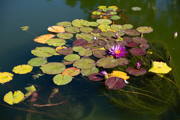 Lilies bloom on the lake. Purple lily on the pond. Beauyiful lake view with lilyes.