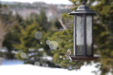 Nuthatch
