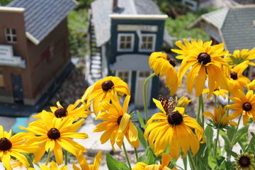 Daisies and Tiny Town