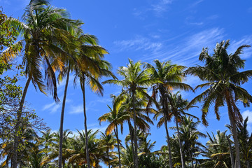 Fototapeta na wymiar cocotiers aux Antilles