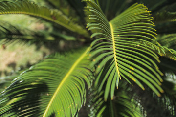 Fototapeta na wymiar Palm tree leaves in Brazil