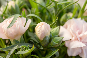 Dianthus OSCAR Pink and Purple Carnations are the top series of pot carnations