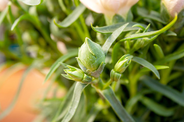 Dianthus OSCAR Pink and Purple Carnations are the top series of pot carnations