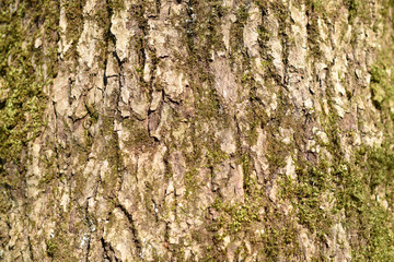 Tree bark with moss closeup