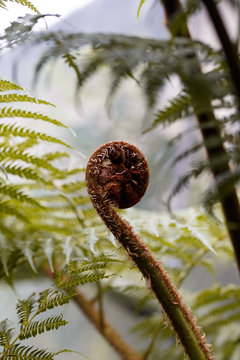 ostrich fern