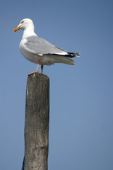 Close-up Of Seagull Perching On Wooden Post