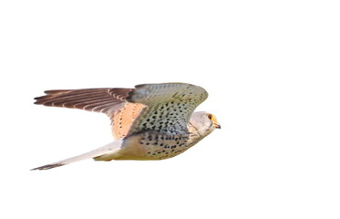 Common Kestrel in flight isolated on white background with clipping path, Falco tinnunculus