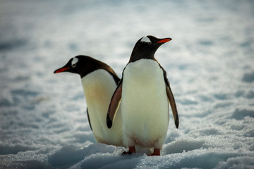 A couple Gentoo Penguins navigate the icy, rocky, extreme terrain near Port Lockroy, in Antarctica.