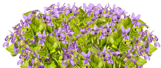 Bouquet of purple violets on a white background