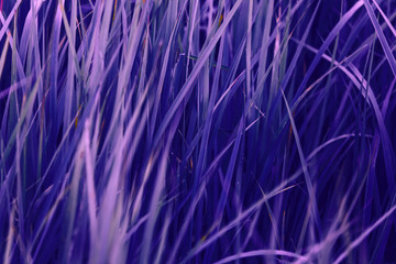 Forest grass in fantasy lilac colors.