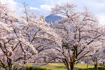 Naklejka premium 羊山公園の桜