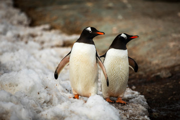 A couple Gentoo Penguins navigate the icy, rocky, extreme terrain near Port Lockroy, in Antarctica.