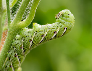 Tomato hornworm, Manduca quinquemaculata, close up showing the caterpillar eating while leaning back on a tomato plant stalk.