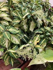 Obraz premium close up of a plant