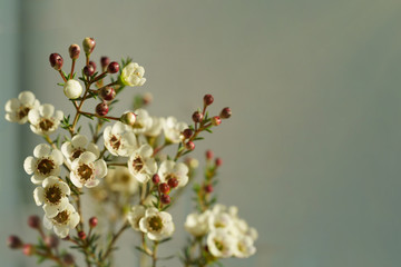 White flowers with yellow middle and dark red blossoms on dark background with sunshine flare