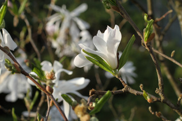 A branch of blooming white magnolia on a green trees background