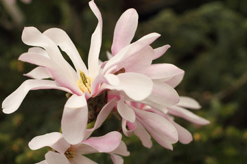 A branch of blooming white magnolia on a green trees background