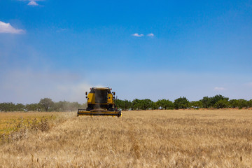 Fototapeta premium combine harvester working on a field