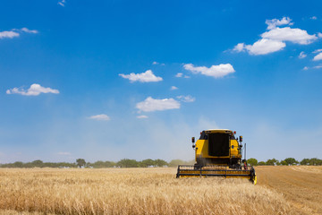 Fototapeta premium combine harvester on wheat field