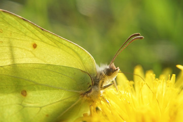 Nahansicht eines Zitronenfalters